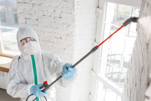 Mold Odor Removal Services in Jessup, PA